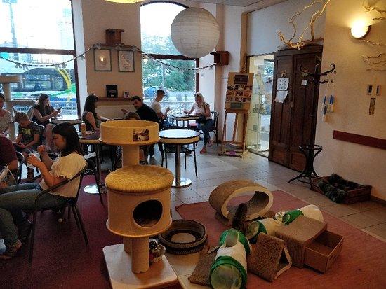 Kocia Kawiarnia Kociarnia